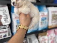 Tea cup maltese bebeklerimiz