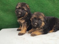 Showline alman çoban köpekler kızıl ve solid black mevcut