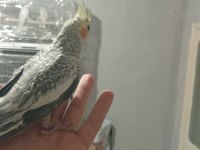 Sultan papağanı ele alışkın yavrular