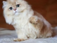 British Longhair NY 11