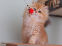 British longhair safkan dişi