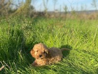 2 AYLIK TOY POODLE