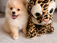 Pomeranian Köpeğimiz