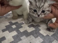 Evcil yavru british shorthair