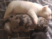 6 ayrı renk çeşitlerinde french bulldog kardeşler