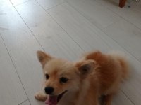 Pomeranian Boo Acil
