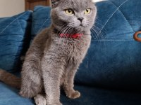 2 yaşında dişi safkan british shorthair