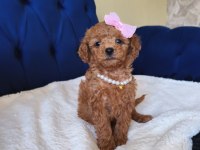 Red Toy Poodle Kızımız