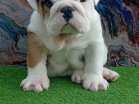 Tombiş French Bulldog Bebekler