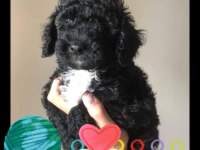Evde bakılabilecek tek ırk toy poodle