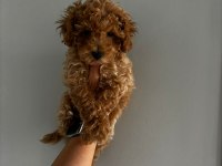 Teacup Dişi Kore Poodle