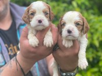 Sağlık ve ırk garantili cavalier king charles yavrularım