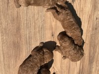 A+++ SAFKAN TOY POODLE YAVRULARIM