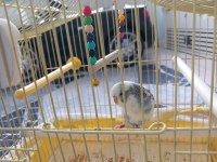 Muhabbet kuşu 3 yaşında