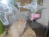 Hamster ücretsiz sahiplendirme