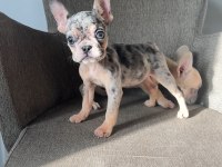 Ev bakımı french bulldog yavrularım