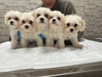 Korea Teacup Maltese Yavrularımız