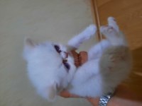 İran yavru kedi