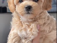 Maltipoo Safkan
