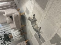 Scottish Fold 6 Aylık Erkek Yavrumuz Ücretsiz Aile Lütfen