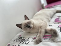 British shorthair kedimizi sahiplendirmek istiyoruz