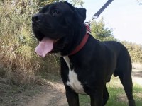 Yavru Ve Yetişkin A Kalite Cane Corso