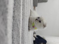 Scottish Fold Point