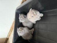 Mükemmel huylu scottish fold yavrular