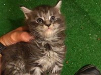 Maine coon yavruları
