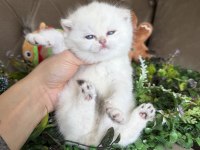 Yüksek kalite british shorthair golden