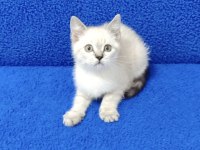 YENİ YUVASINA GİTMEYE HAZIR  BRİTİSH PONÇİK