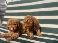 Aşılı erkek poodle bebekler
