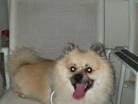 Pomeranian spitz