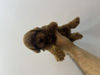Irk ve sağlık garantili orjinal Kore poodle bebekler