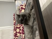 British Longhair
