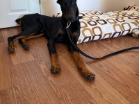 Yakışıklı doberman köpeği