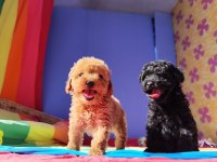 RED BROWN A KALİTE ORJİNAL TOY POODLE YAVRULAR