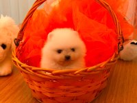 Pomeranian Boo Bebeğimiz