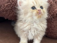 British longhair yavru kediler