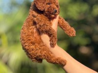 TEACUP BOY AŞILI WC EĞİTİMLİ PREMIUM POODLE