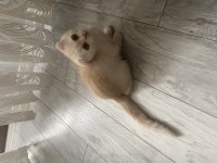 Beyaz Scottish fold