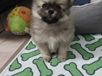 Pomeranian yavrular
