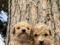 A+a kalite ped eğitimli maltipoo bebekler
