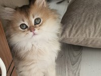 Safkan Anne Ve Babadan British Longhair