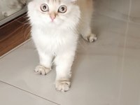 Britsh Longhair 1 Yaşında Kedimiz