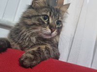 Kedi sahiplendirme