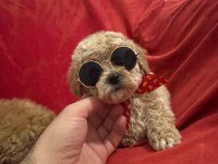 Yüksek Kalite Aşılı Maltipoo Yavrularımız