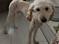 9 aylık köpeğimizi sahiplendirmek istiyoruz