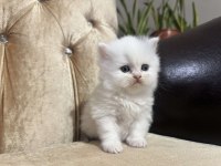 British Shorthair Kedimiz