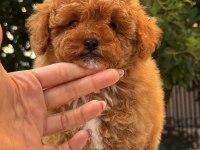 RED MALTİPOO DİŞİ TEDDY SURAT